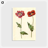 アートポストカード-Papaver somniferum
 - マリア ジビーラ メーリアン Postcard.