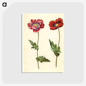1-16_Maria-Sibylla-Merian_postcard