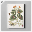 1-16_Mark-Catesby_canvas