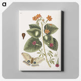 1-16_Mark-Catesby_canvas
