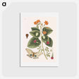 アートポストカード-Great Moth
 - マーク ケイツビー Postcard.