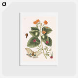 アートポストカード-Great Moth
 - マーク ケイツビー Postcard.