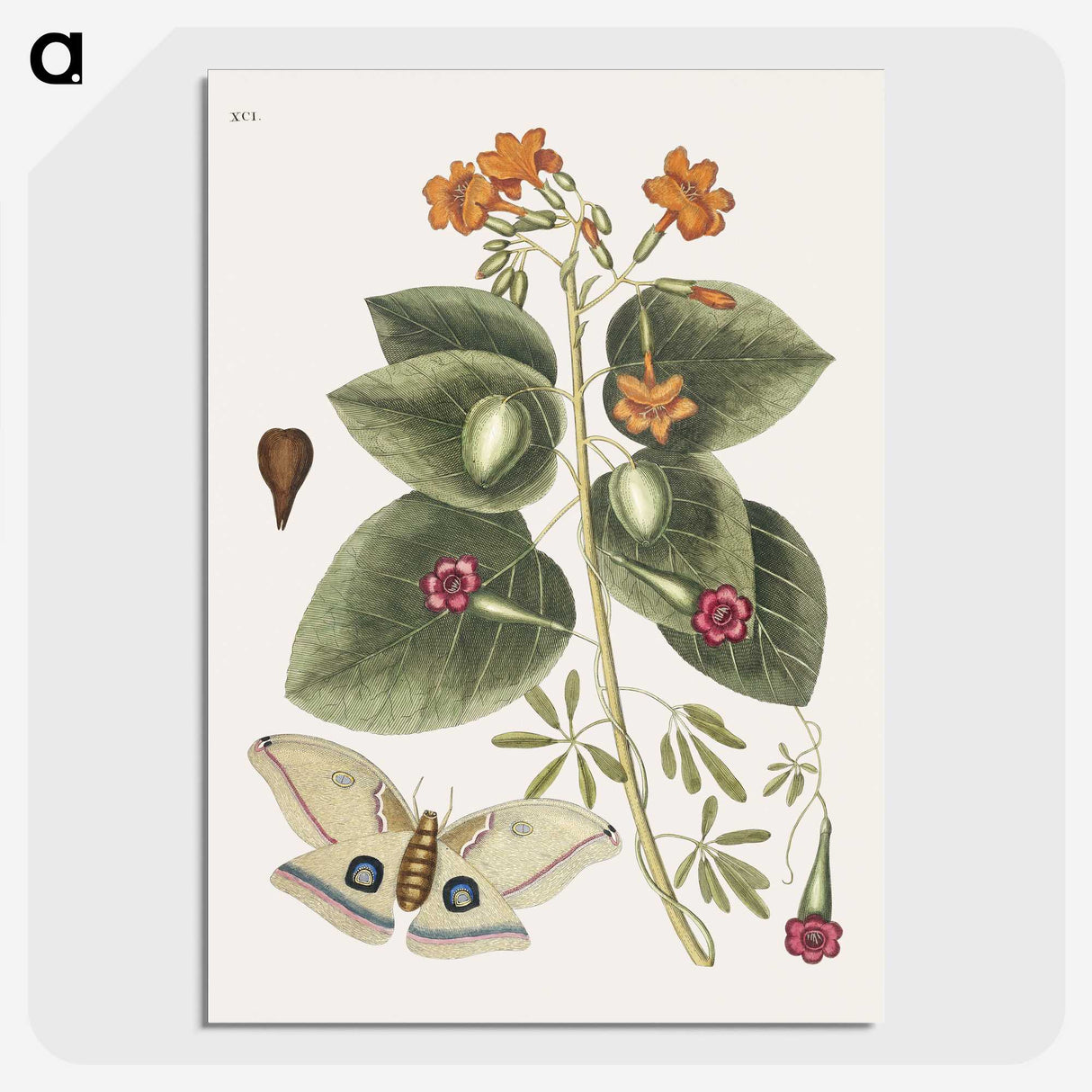 1-16_Mark-Catesby_picture-crop