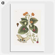 1-16_Mark-Catesby_picture