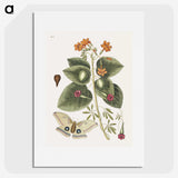 1-16_Mark-Catesby_picture