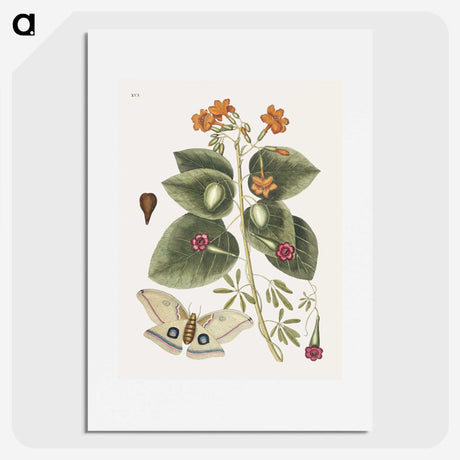1-16_Mark-Catesby_picture