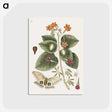 1-16_Mark-Catesby_postcard