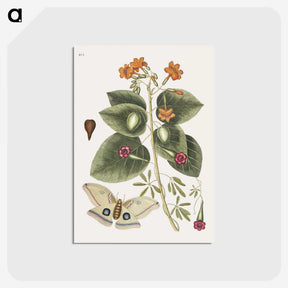 1-16_Mark-Catesby_postcard
