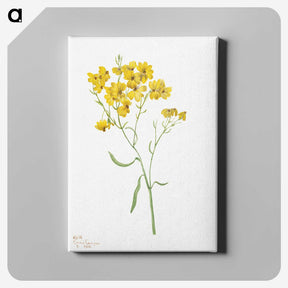1-16_Mary-Vaux-Walcott_canvas