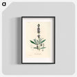 アートポスター-Lavandula Spica
 - 薬用植物学 Poster.