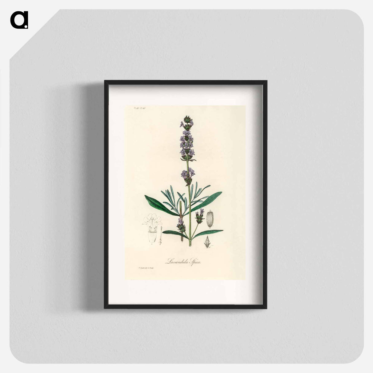 アートポスター-Lavandula Spica
 - 薬用植物学 Poster.
