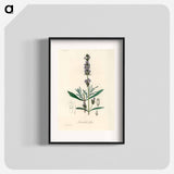 アートポスター-Lavandula Spica
 - 薬用植物学 Poster.