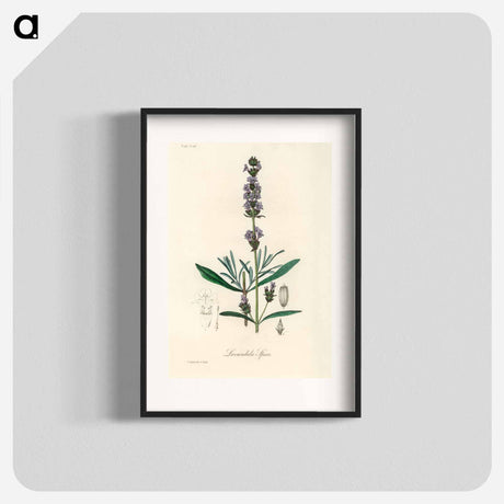 アートポスター-Lavandula Spica
 - 薬用植物学 Poster.