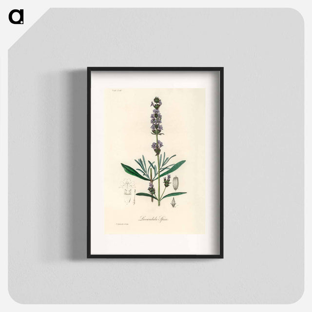 アートポスター-Lavandula Spica
 - 薬用植物学 Poster.