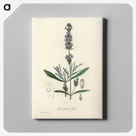 1-16_Medical-Botany_canvas