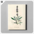 アートパネル-Lavandula Spica
 - 薬用植物学 Canvas.