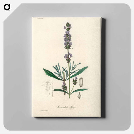 アートパネル-Lavandula Spica
 - 薬用植物学 Canvas.