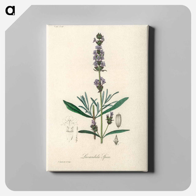 アートパネル-Lavandula Spica
 - 薬用植物学 Canvas.