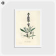 1-16_Medical-Botany_hagaki