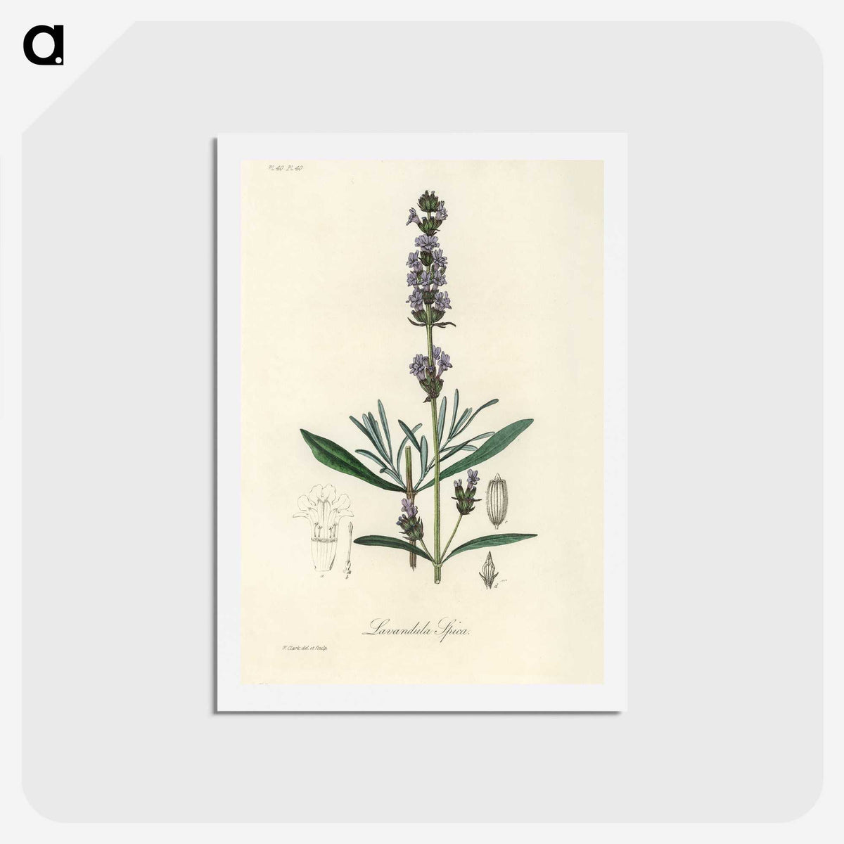1-16_Medical-Botany_hagaki
