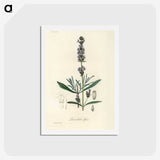 1-16_Medical-Botany_hagaki