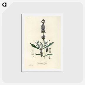 1-16_Medical-Botany_hagaki