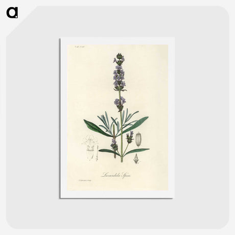 1-16_Medical-Botany_hagaki