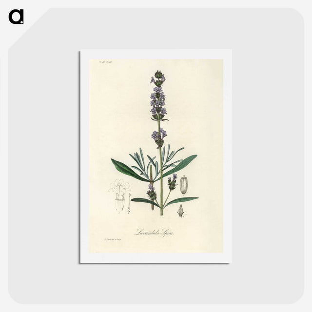 1-16_Medical-Botany_hagaki