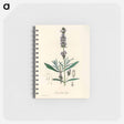 アートメモ帳-Lavandula Spica
 - 薬用植物学 Memo.