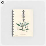 アートメモ帳-Lavandula Spica
 - 薬用植物学 Memo.