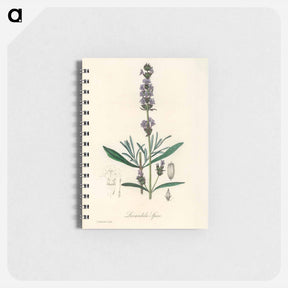 アートメモ帳-Lavandula Spica
 - 薬用植物学 Memo.