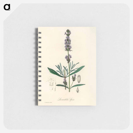 アートメモ帳-Lavandula Spica
 - 薬用植物学 Memo.