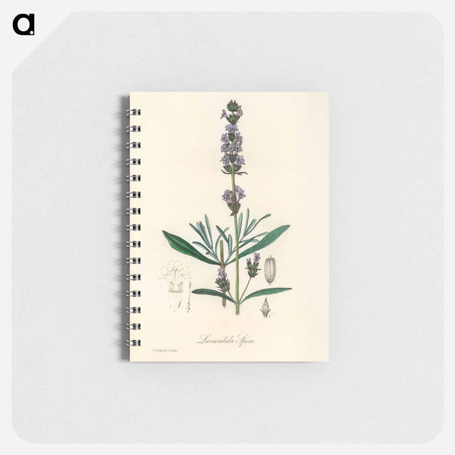アートメモ帳-Lavandula Spica
 - 薬用植物学 Memo.