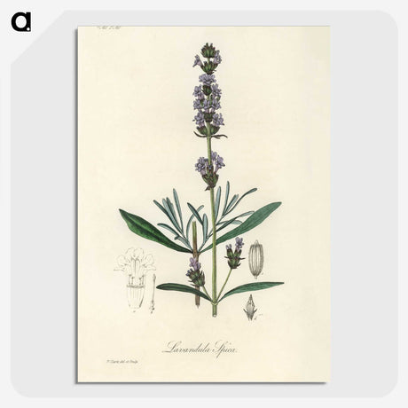 1-16_Medical-Botany_picture-crop