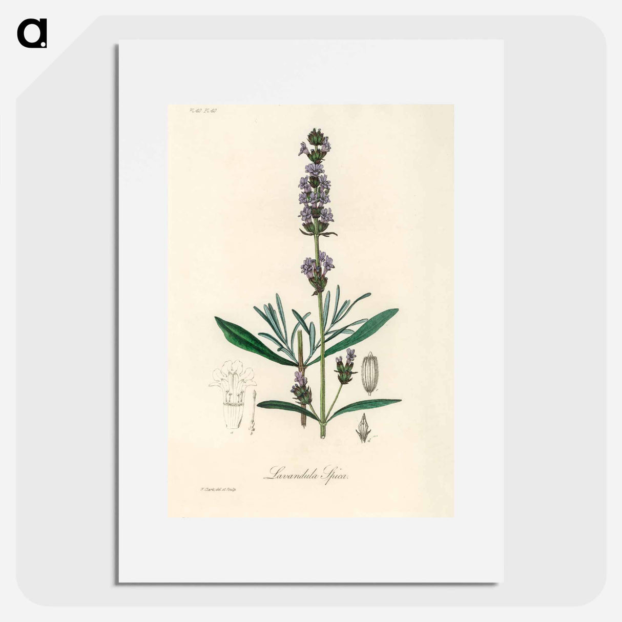 アートポスター-Lavandula Spica
 - 薬用植物学 Poster.