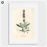 アートポスター-Lavandula Spica
 - 薬用植物学 Poster.
