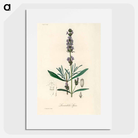 アートポスター-Lavandula Spica
 - 薬用植物学 Poster.