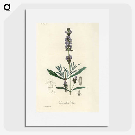 1-16_Medical-Botany_picture