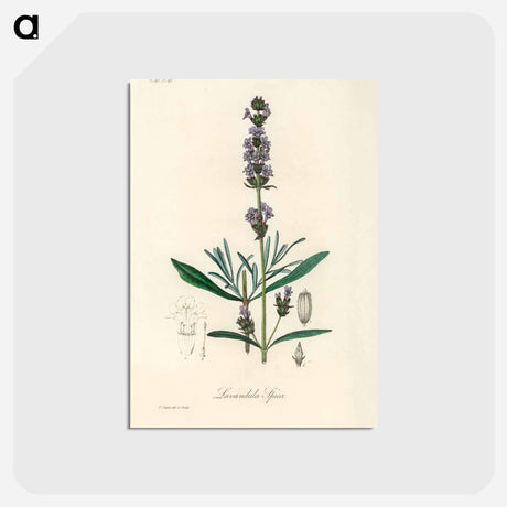 アートポストカード-Lavandula Spica
 - 薬用植物学 Postcard.