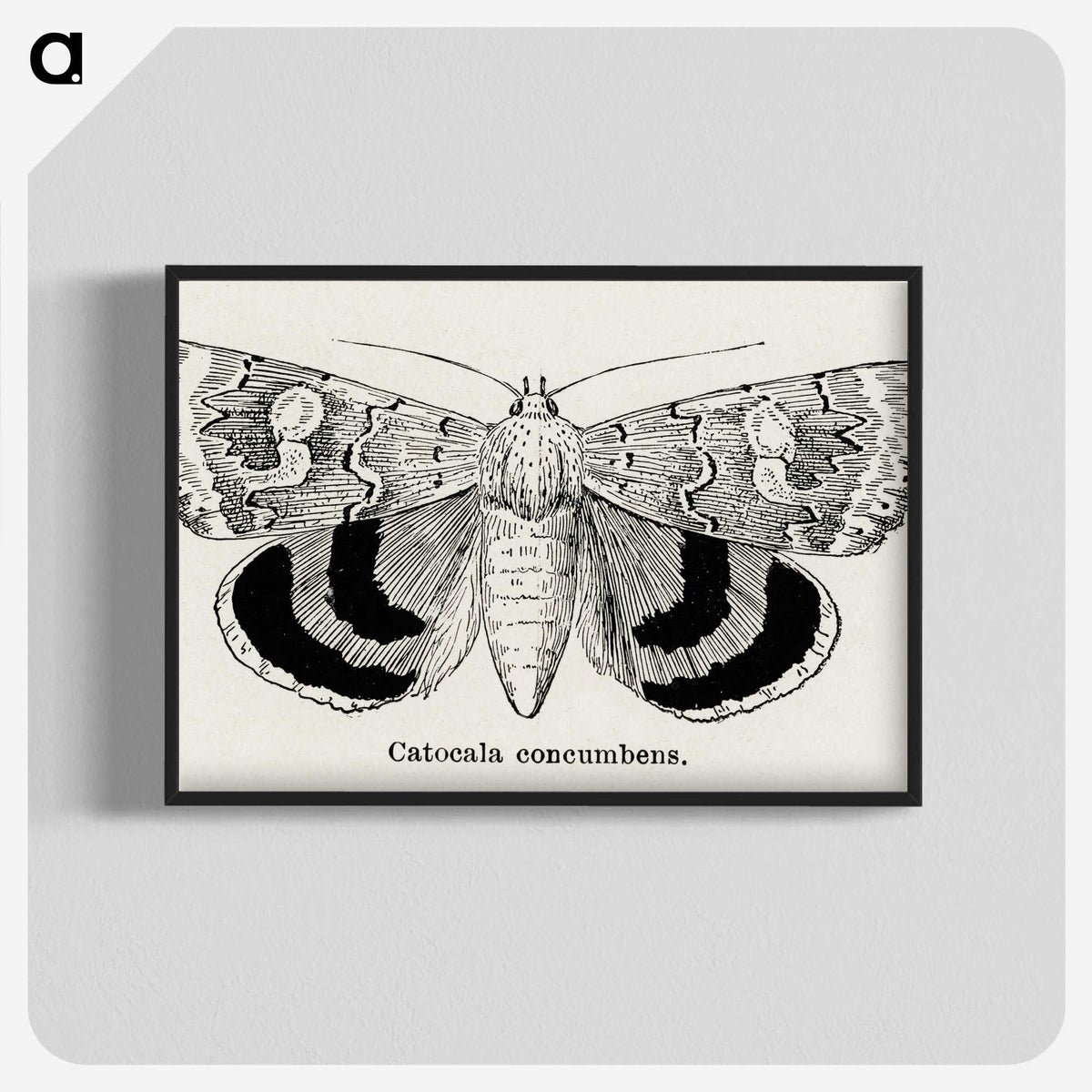 1-16_Moths-and-Butterflies-of-the-United-States_blk-crop