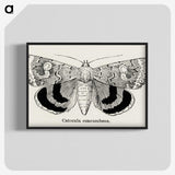 1-16_Moths-and-Butterflies-of-the-United-States_blk-crop
