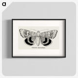 1-16_Moths-and-Butterflies-of-the-United-States_blk