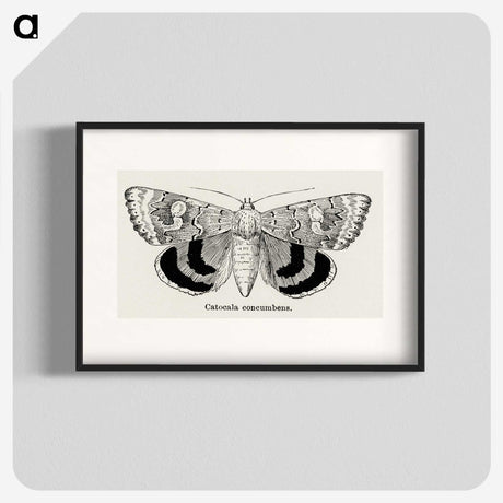 1-16_Moths-and-Butterflies-of-the-United-States_blk