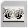 1-16_Moths-and-Butterflies-of-the-United-States_canvas