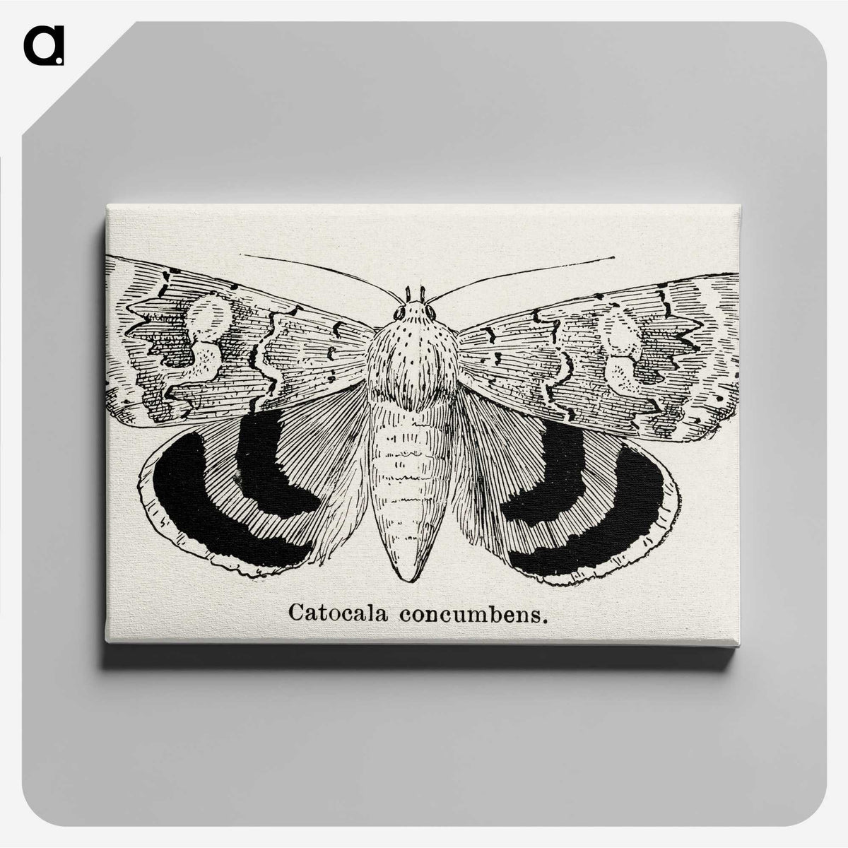 1-16_Moths-and-Butterflies-of-the-United-States_canvas