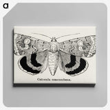 1-16_Moths-and-Butterflies-of-the-United-States_canvas
