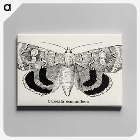 1-16_Moths-and-Butterflies-of-the-United-States_canvas