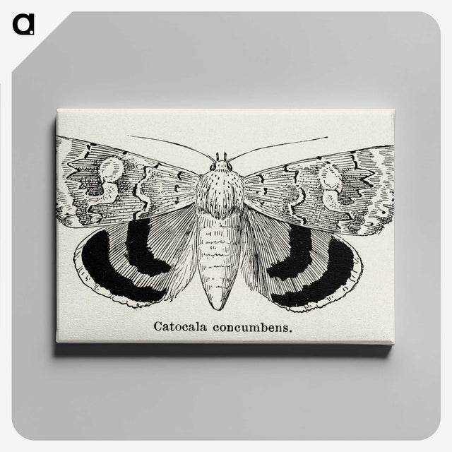 1-16_Moths-and-Butterflies-of-the-United-States_canvas