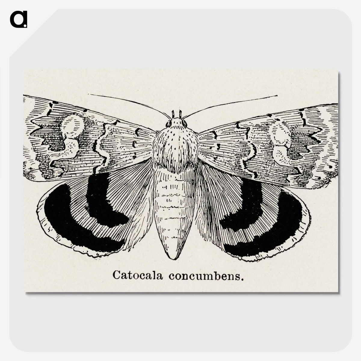 1-16_Moths-and-Butterflies-of-the-United-States_picture-crop