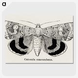 1-16_Moths-and-Butterflies-of-the-United-States_picture-crop